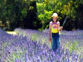 Brayfield Park Lavender Farm - South Australia Travel 0