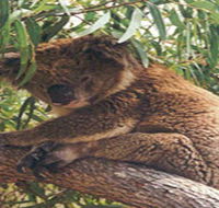 Mikkira Station - South Australia Travel