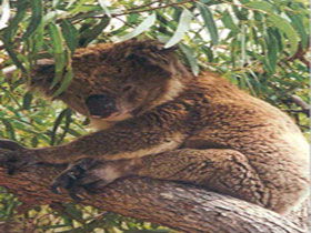 Mikkira Station - South Australia Travel 0
