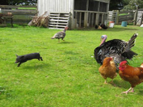 Echo Farm - South Australia Travel 0