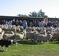 Curringa Farm - Accommodation and Farm Tours - South Australia Travel