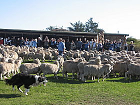 Curringa Farm - Accommodation And Farm Tours - South Australia Travel 0