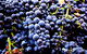 Laurel Bank Vineyard - thumb 0