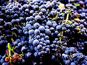 Laurel Bank Vineyard - South Australia Travel 0