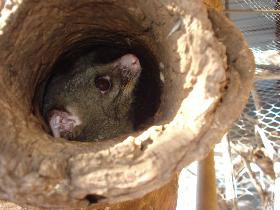 Mulga Sanctuary And Wildlife Park - South Australia Travel 0