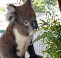 Glen-Forest Tourist Park - South Australia Travel