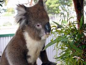 Glen-Forest Tourist Park - South Australia Travel 0