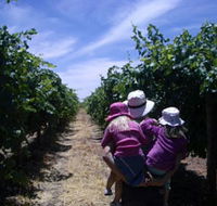 McLaren Vale Orchards - South Australia Travel