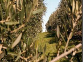 Evilo Estate - South Australia Travel 0