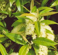 Tumbeela Native Bushfoods - South Australia Travel