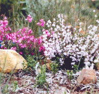 Stokes Bay Bush Garden - South Australia Travel