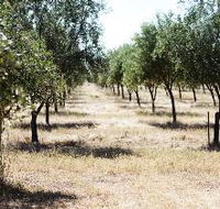 Talinga Grove Olive Oils - South Australia Travel