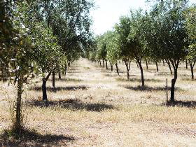 Talinga Grove Olive Oils - South Australia Travel 0