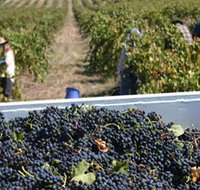 Rolf Binder Wines - South Australia Travel