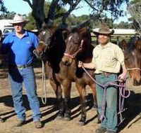 Coffin Bay Brumby Preservation Society Incorporated - South Australia Travel