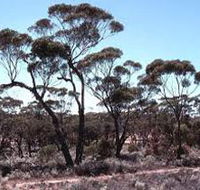 Clements Gap Conservation Park - South Australia Travel