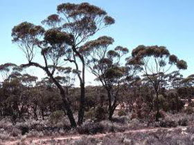 Clements Gap Conservation Park - South Australia Travel 0