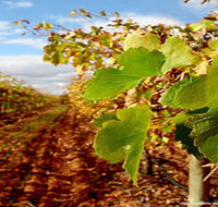 Mirabella Vineyards - South Australia Travel