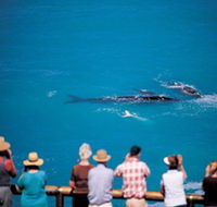 Whale Watching At Head Of Bight - South Australia Travel