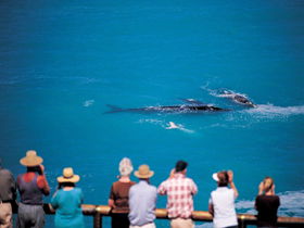 Whale Watching At Head Of Bight - South Australia Travel 0