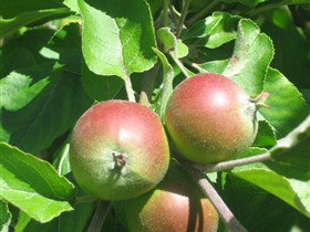 Sage Cooking School - South Australia Travel 0