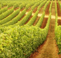 Schild Estate Wines - South Australia Travel