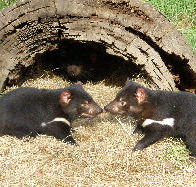 Wing's Wildlife Park - South Australia Travel