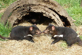 Wing's Wildlife Park - South Australia Travel 0