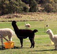 Maydena Country Cabins Accommodation  Alpaca Stud - South Australia Travel