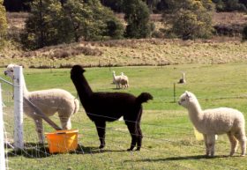 Maydena Country Cabins Accommodation & Alpaca Stud - South Australia Travel 0