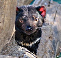 Trowunna Wildlife Sanctuary - South Australia Travel