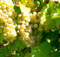 Winstead Vineyard - South Australia Travel