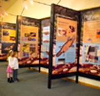 Platypus Experience - South Australia Travel