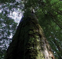 Styx Big Tree Reserve - South Australia Travel