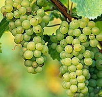 TP Vineyards - South Australia Travel