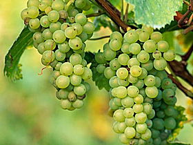 TP Vineyards - South Australia Travel 0