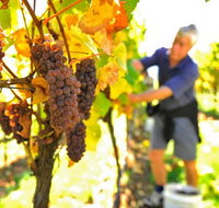 Native Point Wines - South Australia Travel