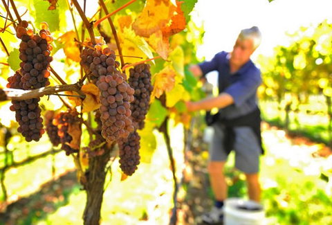 Native Point Wines - South Australia Travel 0