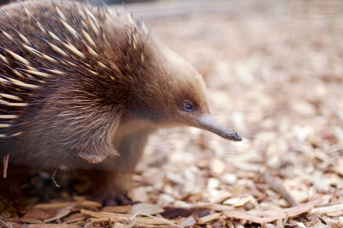 Bonorong Wildlife Sanctuary - South Australia Travel 5