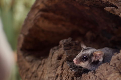 Bonorong Wildlife Sanctuary - South Australia Travel 6