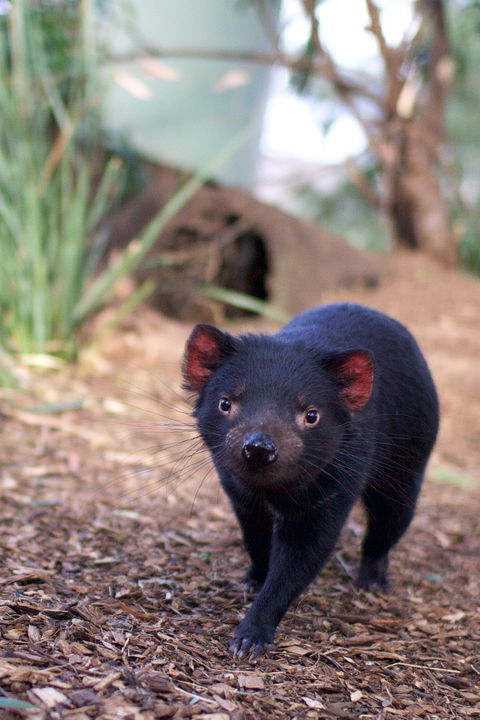 Bonorong Wildlife Sanctuary - South Australia Travel 7