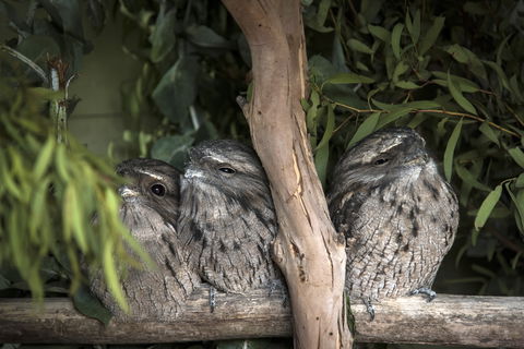 Bonorong Wildlife Sanctuary - South Australia Travel 8