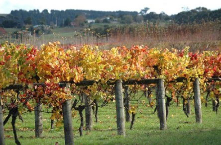 Apsley Gorge Vineyard - South Australia Travel 0