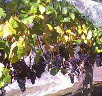 Palmara Vineyard - South Australia Travel