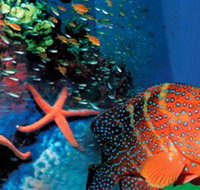 Indo Pacific Marine - South Australia Travel