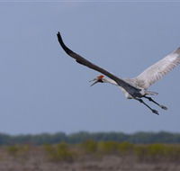 Gayngaru Wetlands Interpretive Walk - South Australia Travel