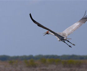 Gayngaru Wetlands Interpretive Walk - South Australia Travel 0