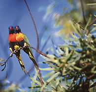 Wangi Falls Walk - South Australia Travel