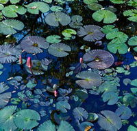 Pine Creek Water Gardens - South Australia Travel