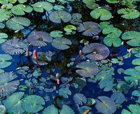 Pine Creek Water Gardens - South Australia Travel 0